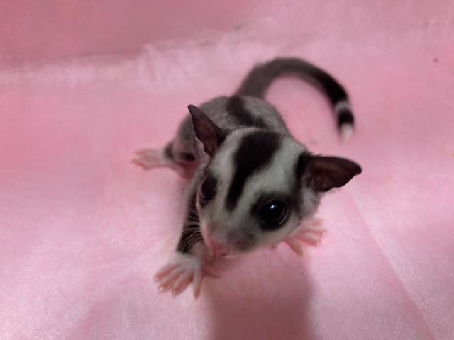 フクロモモンガ