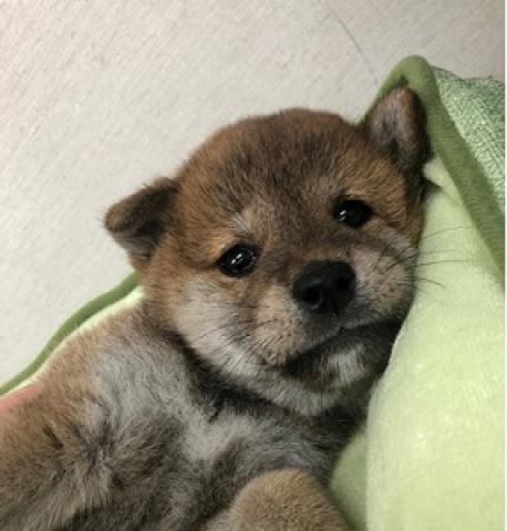柴犬