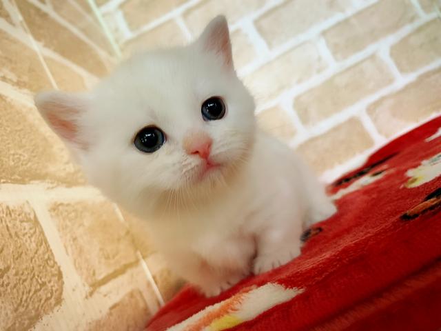 ミヌエット(旧ナポレオン)短足ちゃん(´,,•ω•,,`)