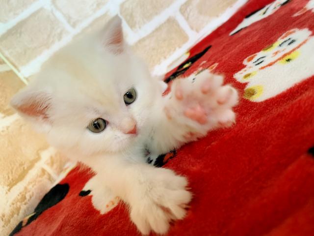 ミヌエット(旧ナポレオン)長足ちゃん( * ˙꒳˙ * )