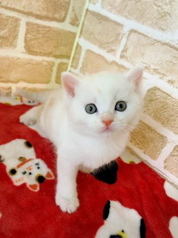 ミヌエット(旧ナポレオン)長足くん⸜(* ॑ ॑* )⸝