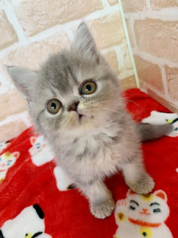 エキゾチックショートヘアー甘えん坊くん(∩´∀`∩)