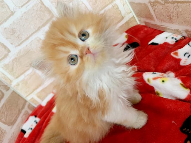 エキゾチックロングヘアー好奇心旺盛くん('ω' 三 'ω')