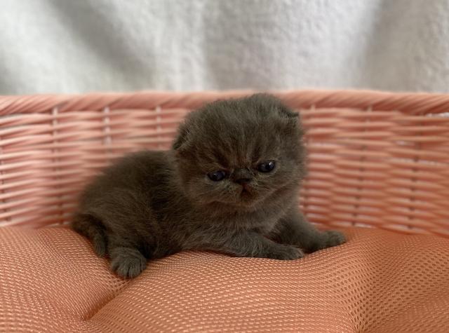 エキゾチックショートヘアー