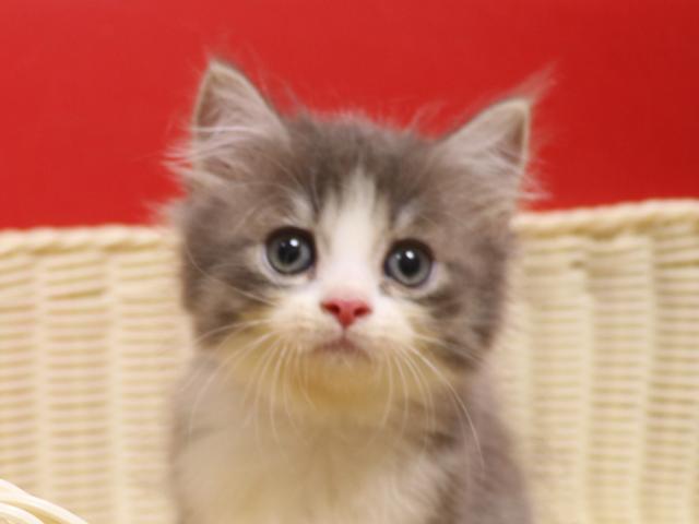 スコティッシュフォールド