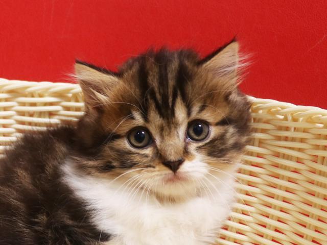 スコティッシュフォールド