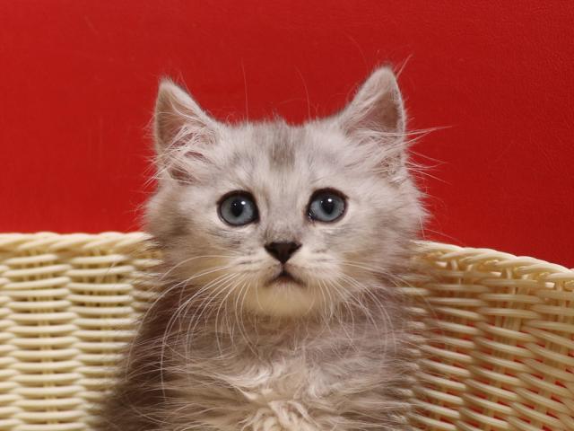 ミヌエット（旧ナポレオン）