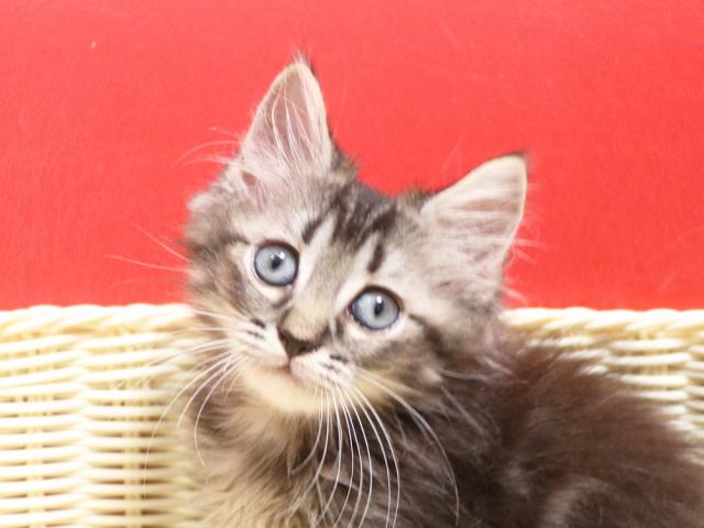 ミヌエット（旧ナポレオン）