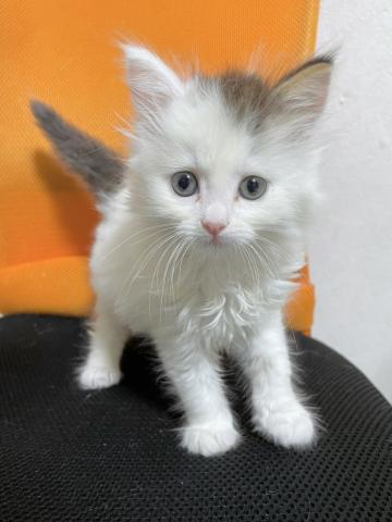 ノルウェージャンフォレストキャット