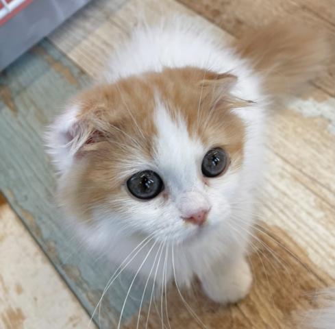 スコティッシュフォールド