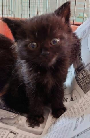 スコティッシュフォールド