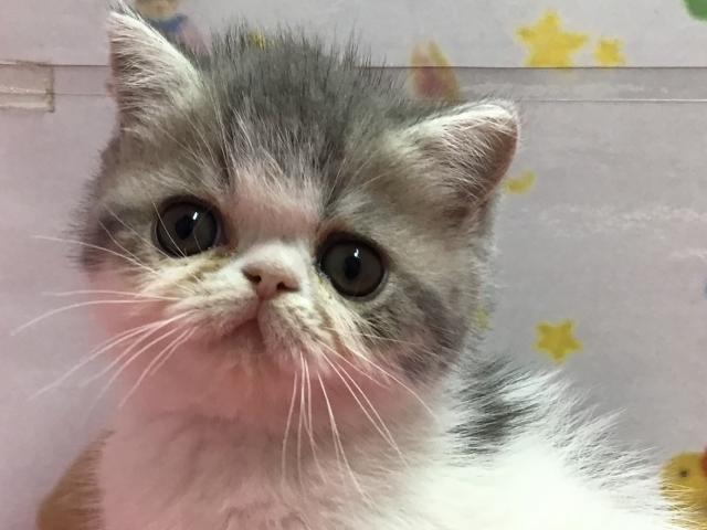 エキゾチックショートヘアー