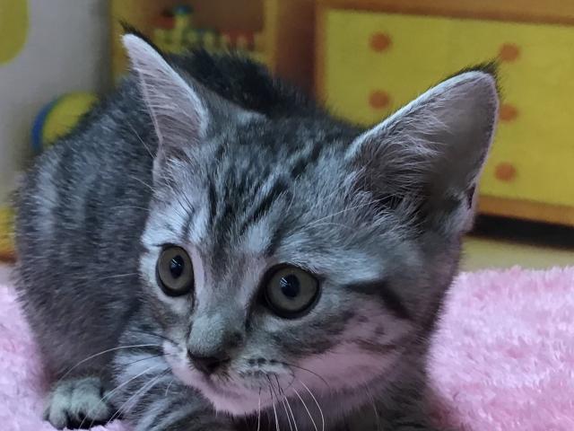 マンチカン