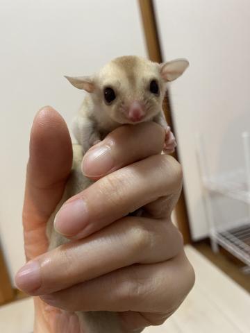 フクロモモンガ