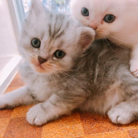 スコティッシュフォールド