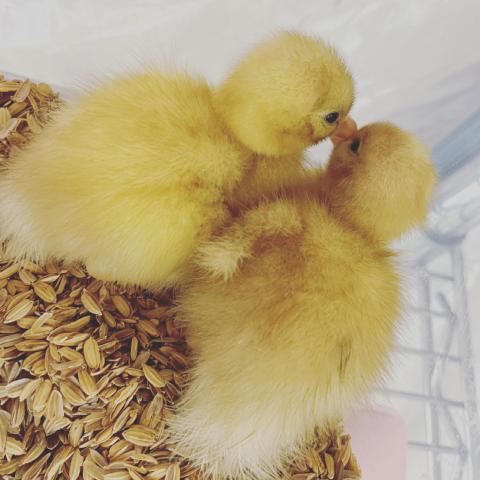 コールダック雛（純白）