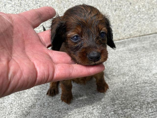 カニンヘンダックスフンド