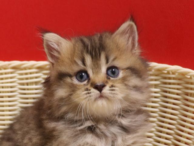 ミヌエット（旧ナポレオン）