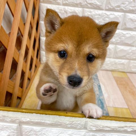 豆柴犬