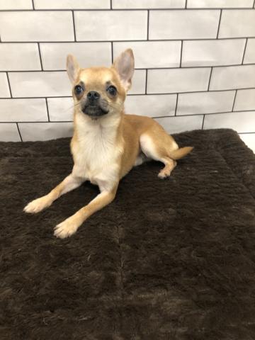 チワワ（スムースコート）