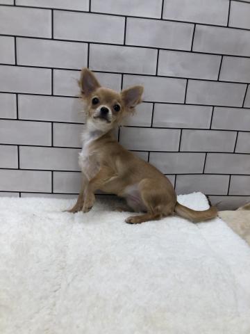 チワワ（ロングコート）