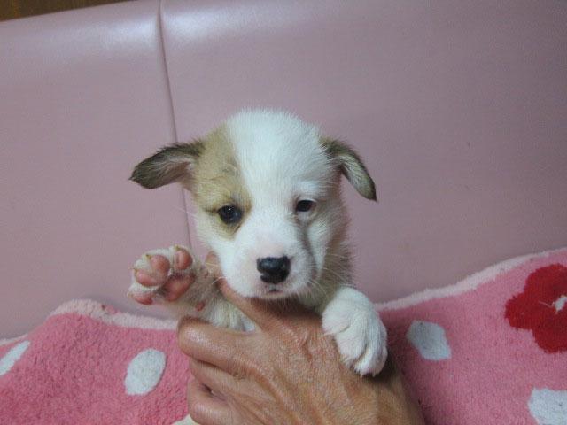 ウェルシュコーギーペンブローク