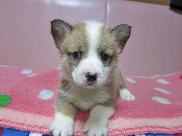 ウェルシュコーギーペンブローク