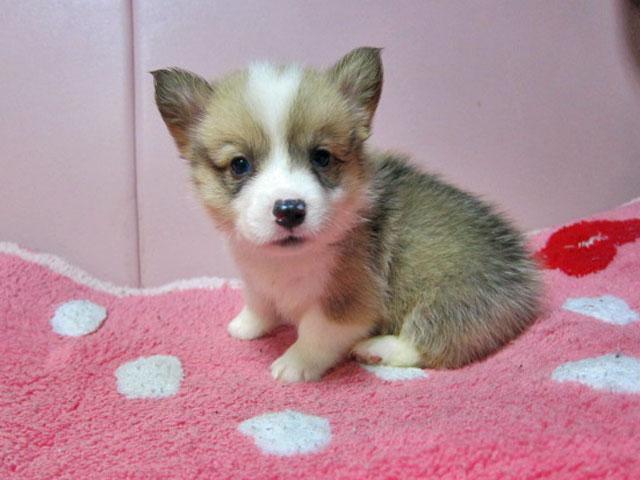 ウェルシュコーギーペンブローク