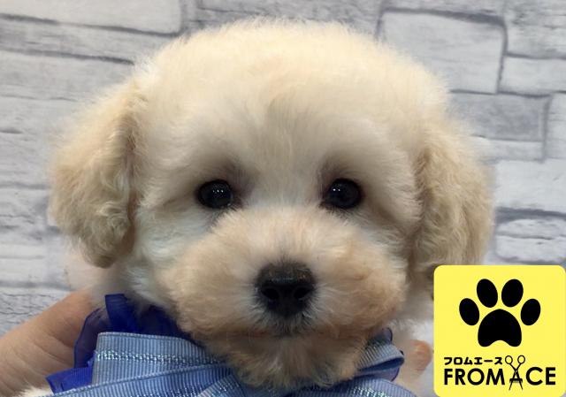 フロムエース手稲前田店 北海道 子犬や子猫たちのペット販売情報が満載 ペットステーション フロムエース手稲前田店 北海道 子犬や子猫たちのペット販売情報が満載 ペットステーション