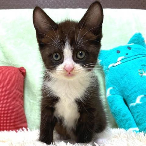 ブリティッシュショートヘア