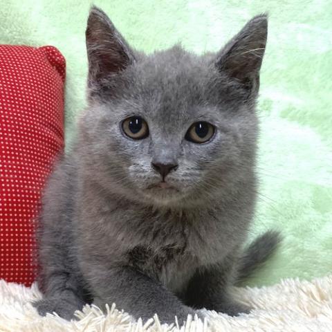 ブリティッシュショートヘア