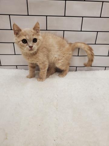 ブリティッシュショートヘア