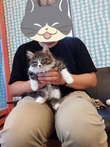 ミヌエット(旧ナポレオン)