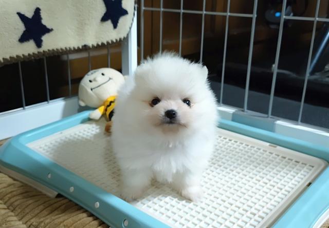 ペット一覧 リトルダーリン イノセントフェアリー 子犬や子猫たちのペット販売情報が満載 ペットステーション