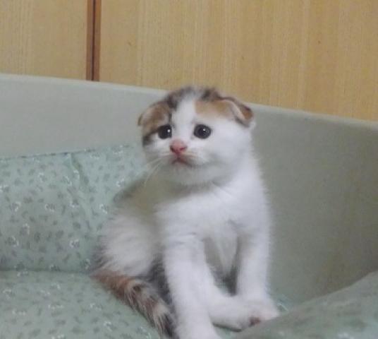 スコティッシュフォールド