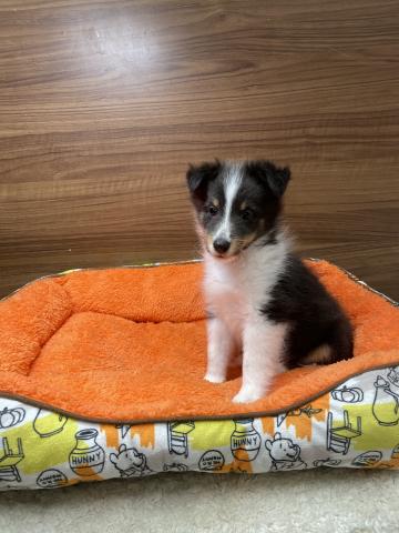 シェットランドシープドッグ