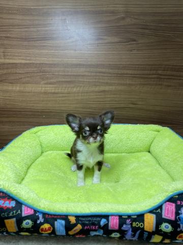 チワワ(ロングコート)