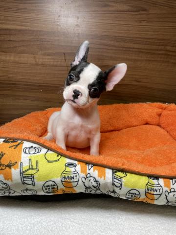 フレンチブルドッグ