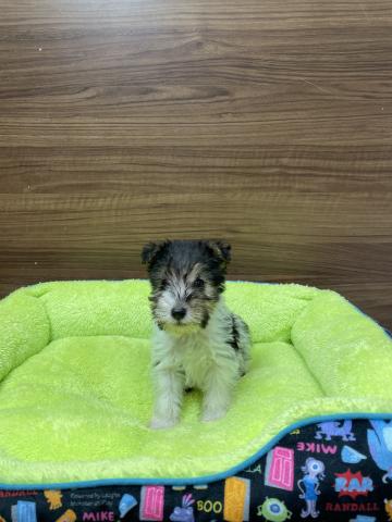 ワイアーフォックステリア