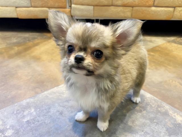 チワワ(ロングコート)