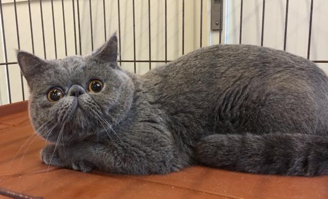 エキゾチックショートヘアー