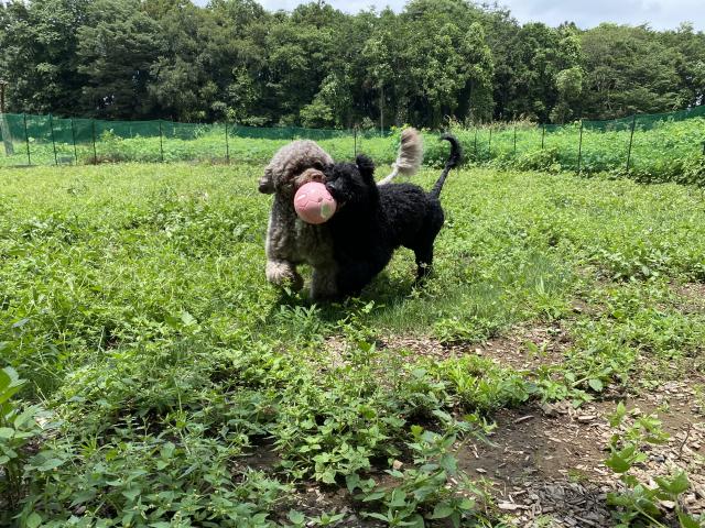 森の中のお犬さん♪