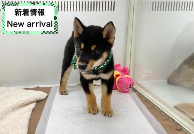 柴犬