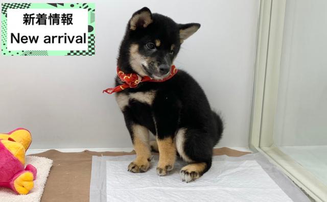 柴犬