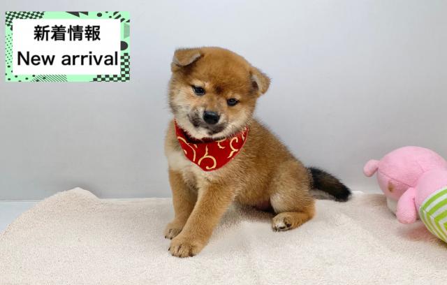 柴犬