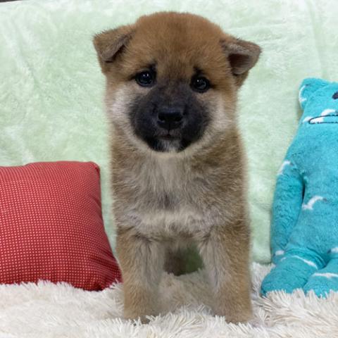 柴犬