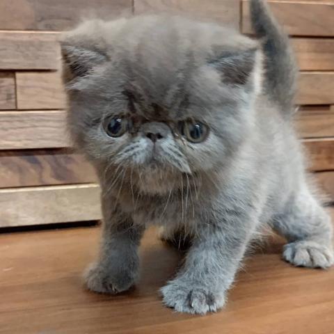 エキゾチックショートヘアー