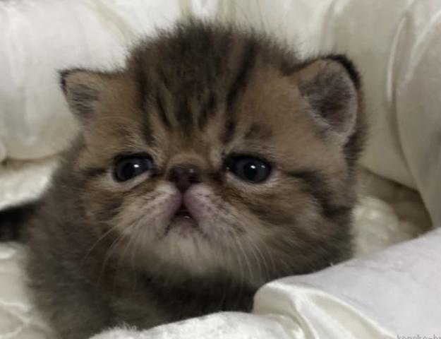 ぺっとはうす　ティアラ