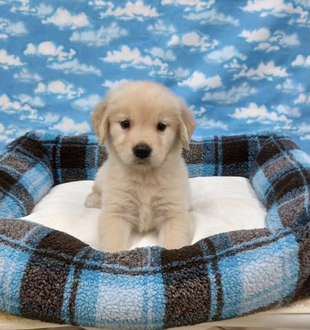 ゴールデンレトリーバー