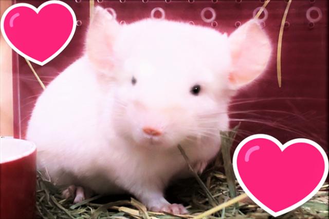 💕ふわもちチンチラ💕